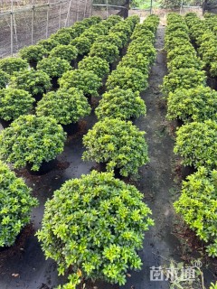 高度20厘米矮婆鹃