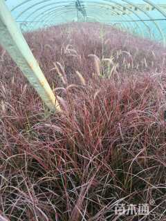 高度40厘米紫叶狼尾草