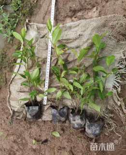 高度20厘米含笑