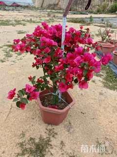 高度70厘米三角梅