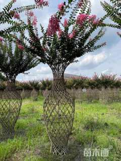 50公分紫薇花瓶