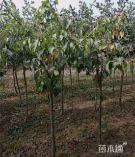5公分梨树