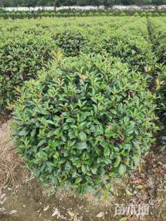 冠幅100厘米红叶石楠球