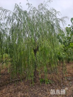 10公分青皮垂柳