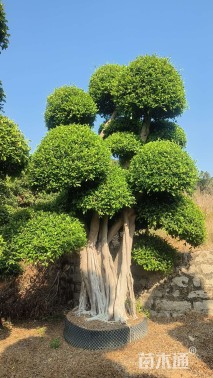 100公分造型小叶榕