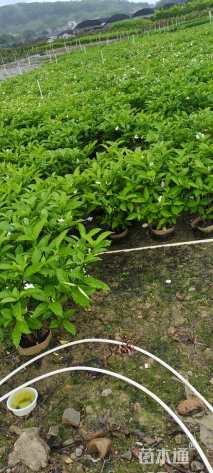 高度70厘米狗牙花