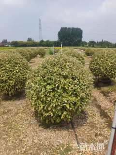 冠幅130厘米金边胡颓子球