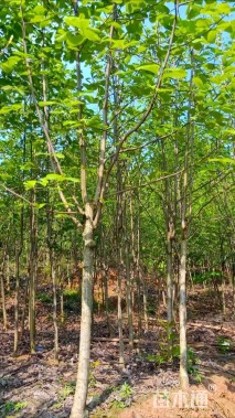 15公分红花玉兰