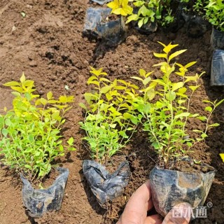 高度25厘米金山绣线菊