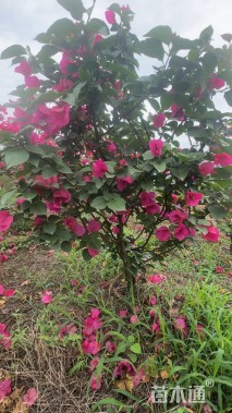 高度100厘米红花三角梅