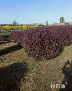 高度100厘米密枝红叶李球球