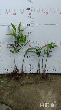 高度15厘米万年青