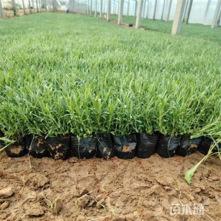 高度16厘米常夏石竹