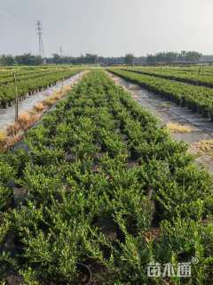 冠幅60厘米冬青球