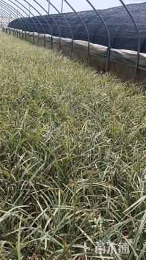 高度30厘米丽蚌草