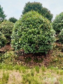 冠幅200厘米红叶石楠球