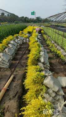 大杯苗亮晶女贞小苗