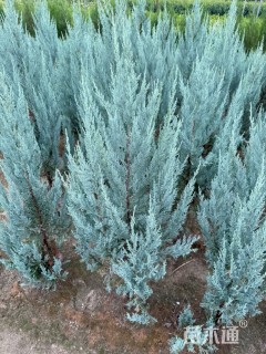 高度50厘米蓝冰柏