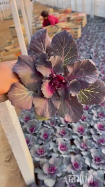 高度22厘米羽衣甘蓝