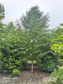 18公分乐昌含笑