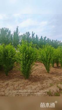 高度250厘米木槿