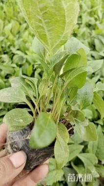 高度21厘米松果菊