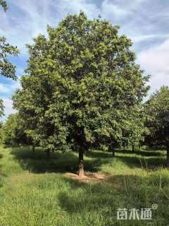 12公分大叶女贞