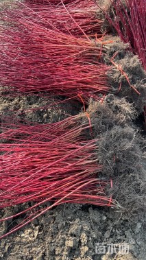 高度80厘米红瑞木