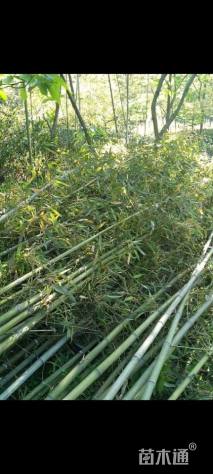 地栽苗刚竹