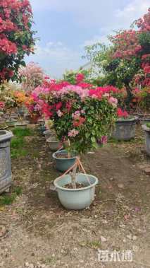 高度100厘米三角梅