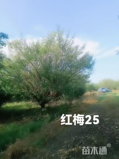 25公分红梅