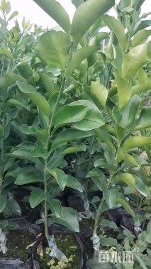 高度50厘米柑橘