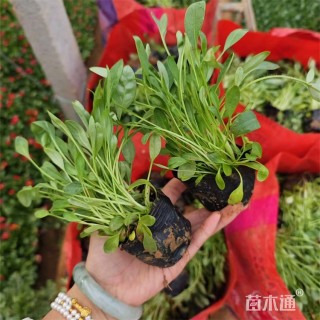 高度20厘米大花金鸡菊