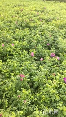 高度60厘米四季玫瑰