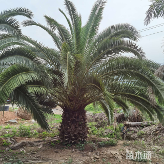裸干高150厘米加拿利海枣