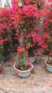 高度170厘米三角梅