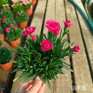 高度15厘米康乃馨