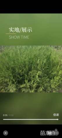 高度120.厘米侧柏