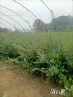 高度100厘米秋华柳