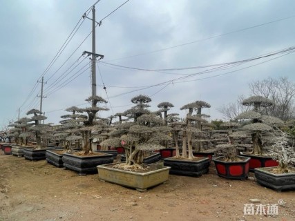 18公分对节白蜡