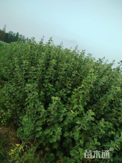 高度150厘米海滨木槿