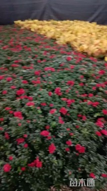 高度20厘米西洋杜鹃