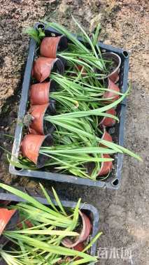 高度25厘米百子莲