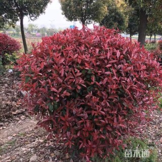 冠幅100厘米红叶石楠球