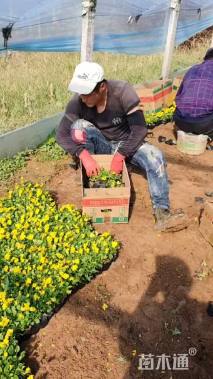 高度10厘米角堇