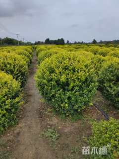 冠幅120厘米金叶女贞球