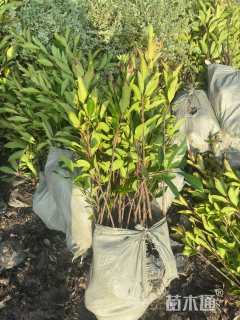 高度40厘米法国冬青