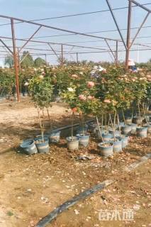 高度80厘米棒棒糖月季