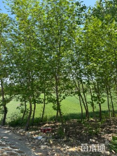 15公分枫杨