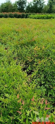 高度30厘米南天竹